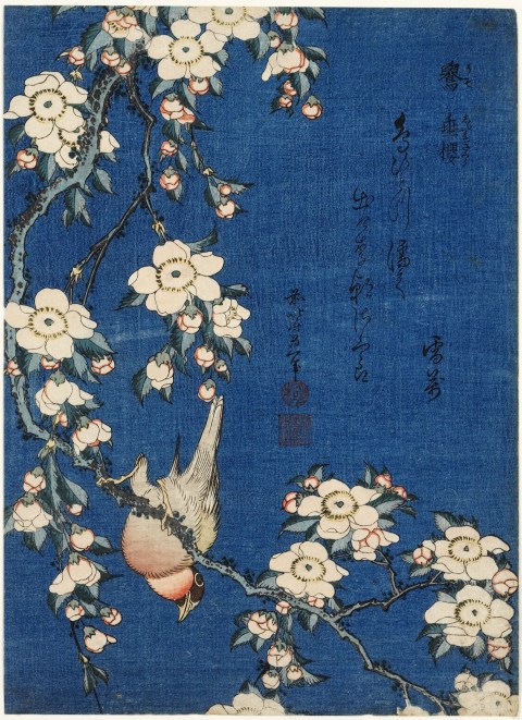 Katsushika-Hokusai-Cardellino-e-ciliegio-piangente-dalla-serie-Piccoli-fiori-1832-ca.-Honolulu-Museum-of-Art.jpg